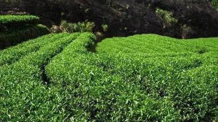 品大紅袍的雅致，避農副產品的陷阱 常見問題與解決方案